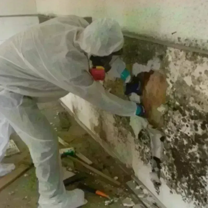 Mold Remediation and Removal in Belmont, PA